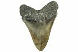 Serrated, Fossil Megalodon Tooth - North Carolina #309488-2